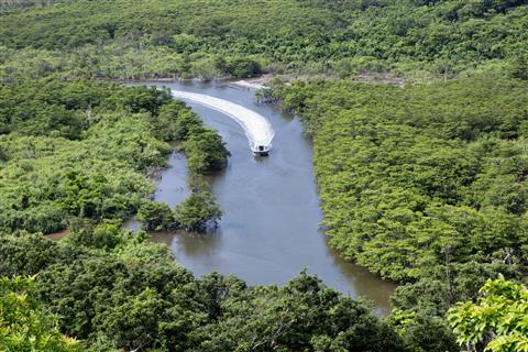 仲間川マングローブクルーズ